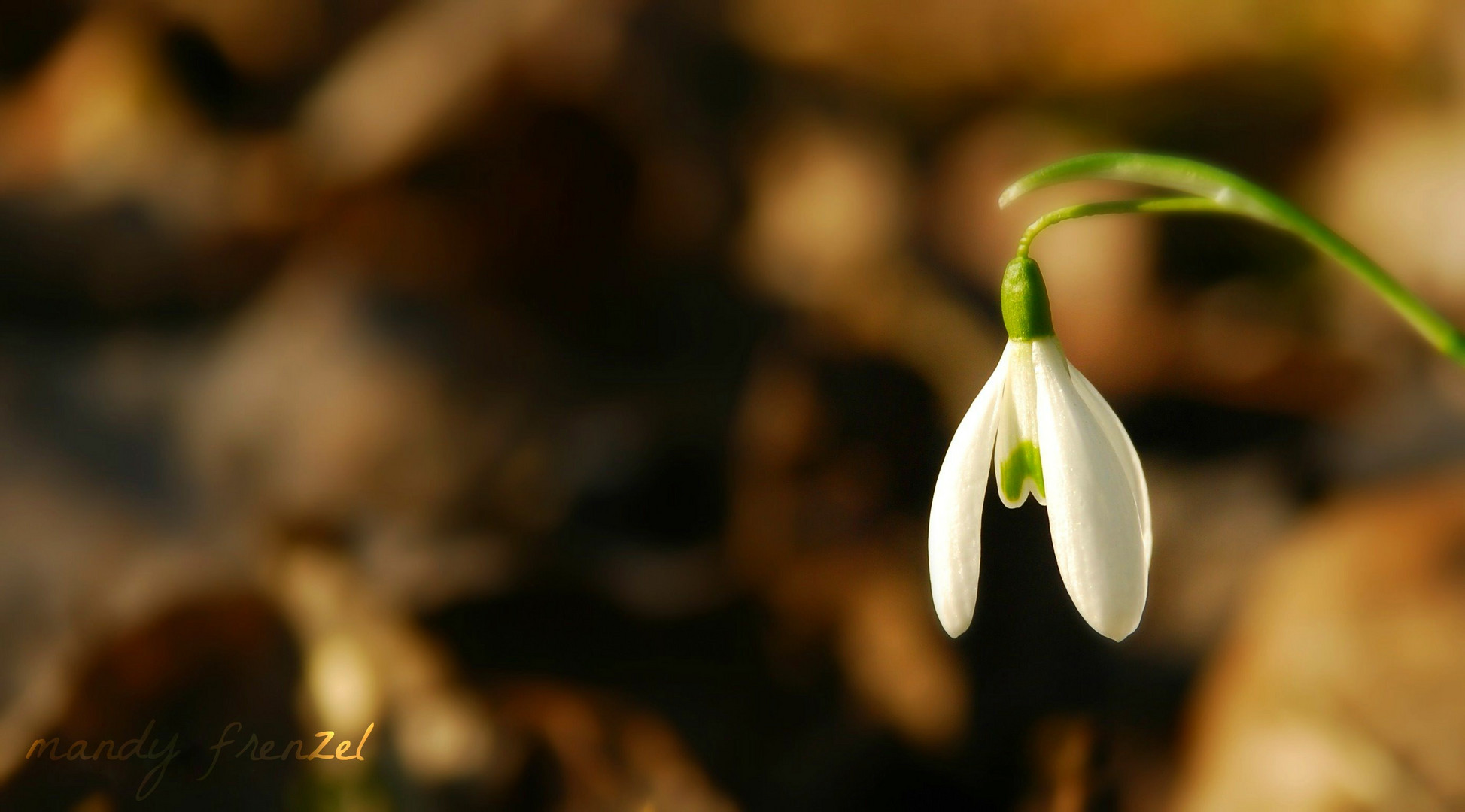 der Frühling kommt