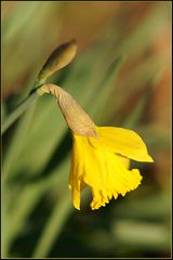 der Frühling kommt