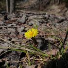 der Frühling kommt