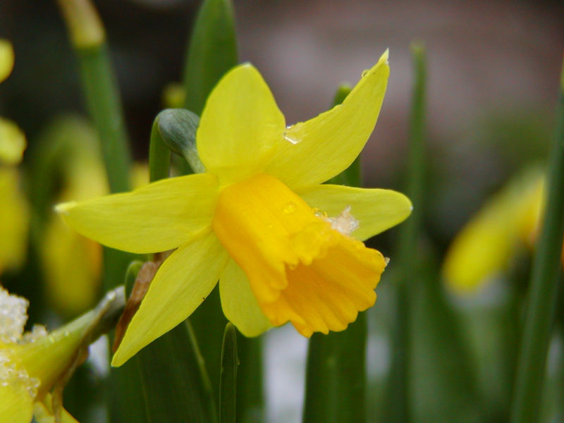 Der Frühling kommt!