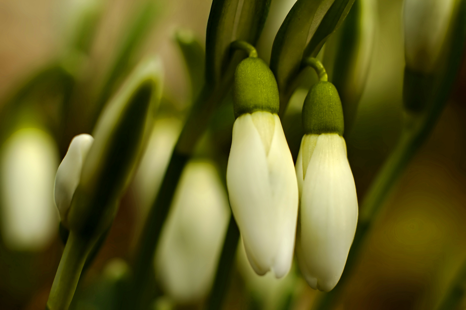 Der Frühling kommt,....