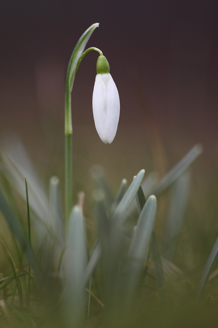 Der Frühling kommt