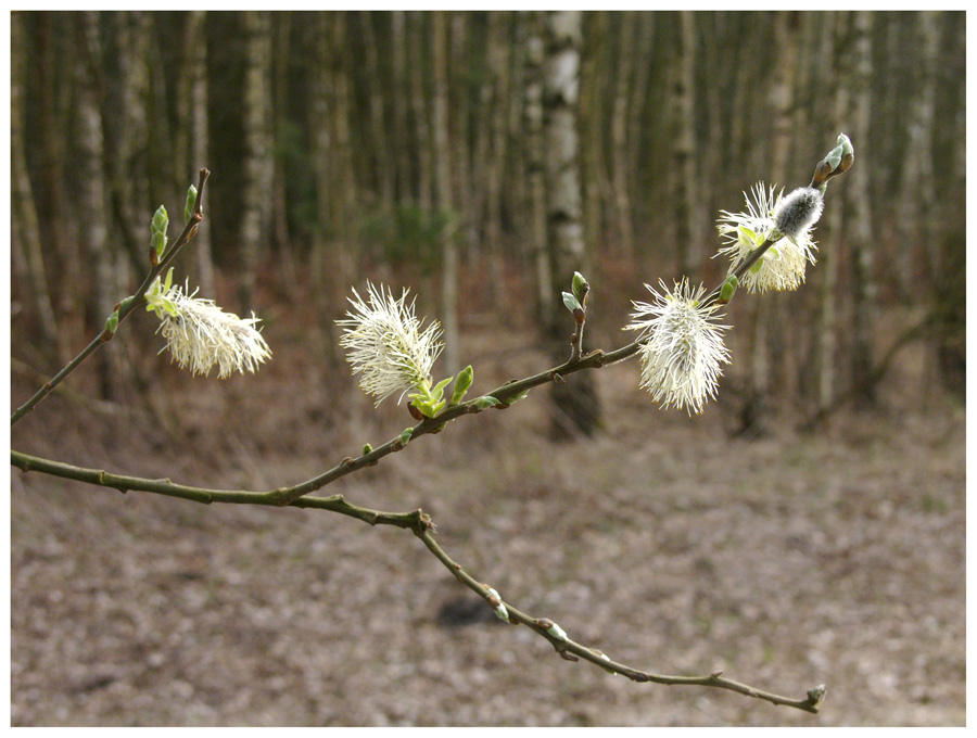 Der Frühling kommt