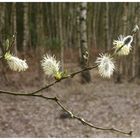 Der Frühling kommt