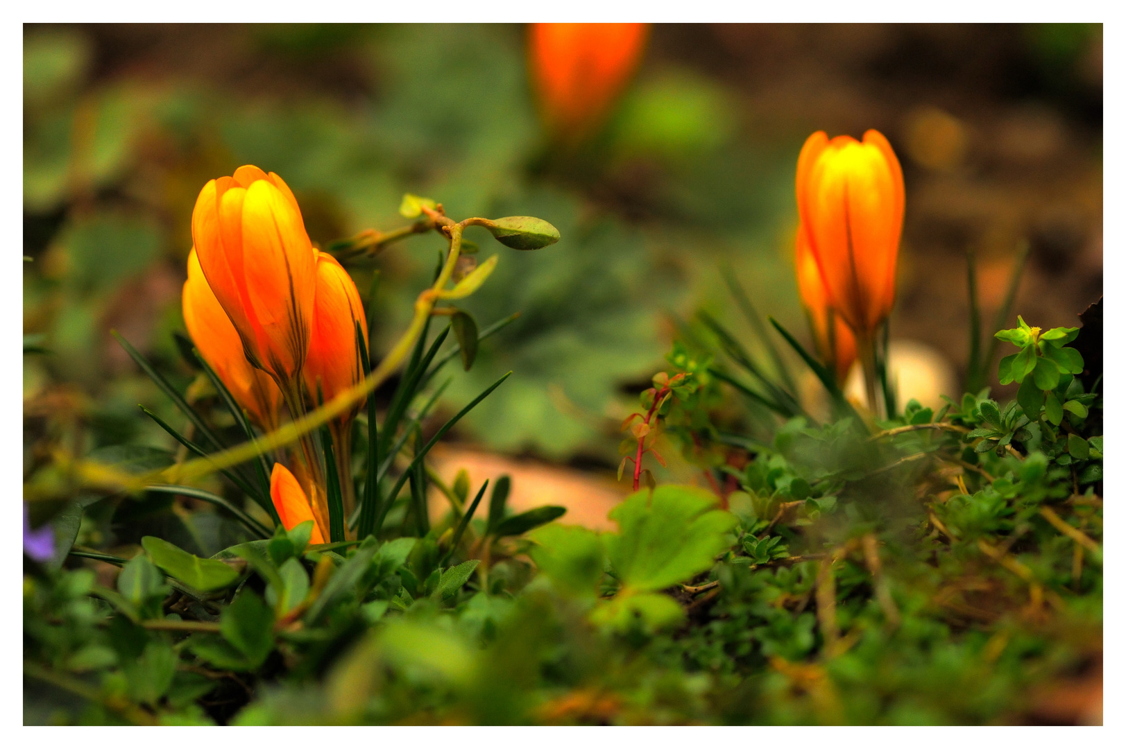 Der Frühling kommt 5