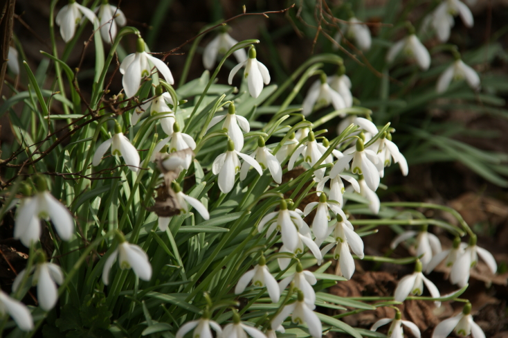 der Frühling kommt