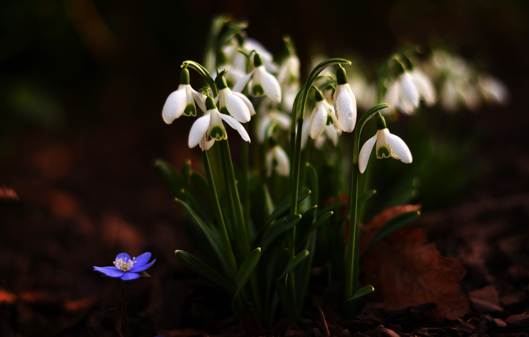 Der Frühling kommt