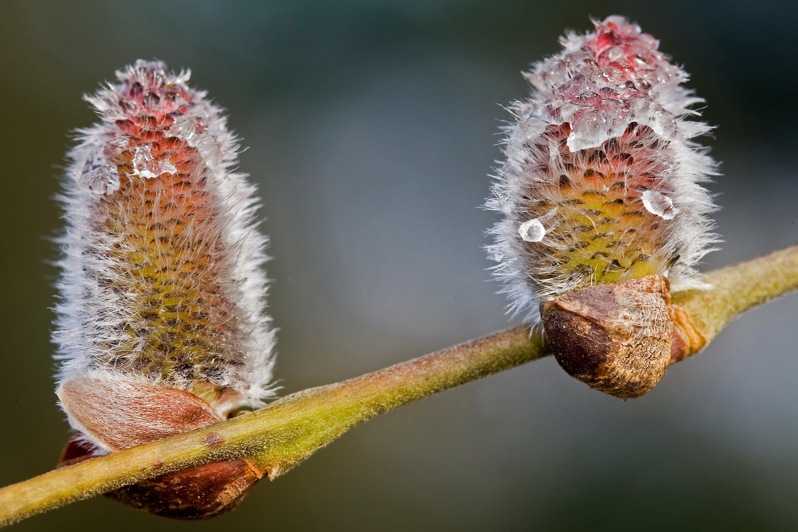 Der Frühling kommt!