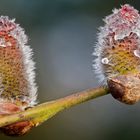 Der Frühling kommt!