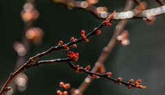 der Frühling kommt