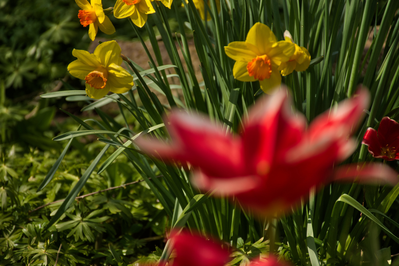 Der Frühling kommt