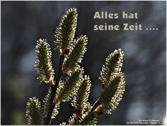 Der Frühling kommt ....