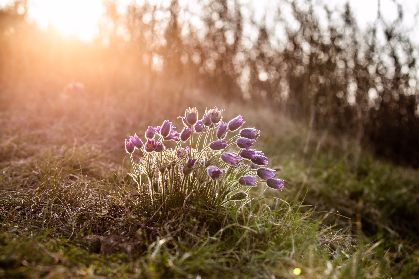 Der Frühling kommt!