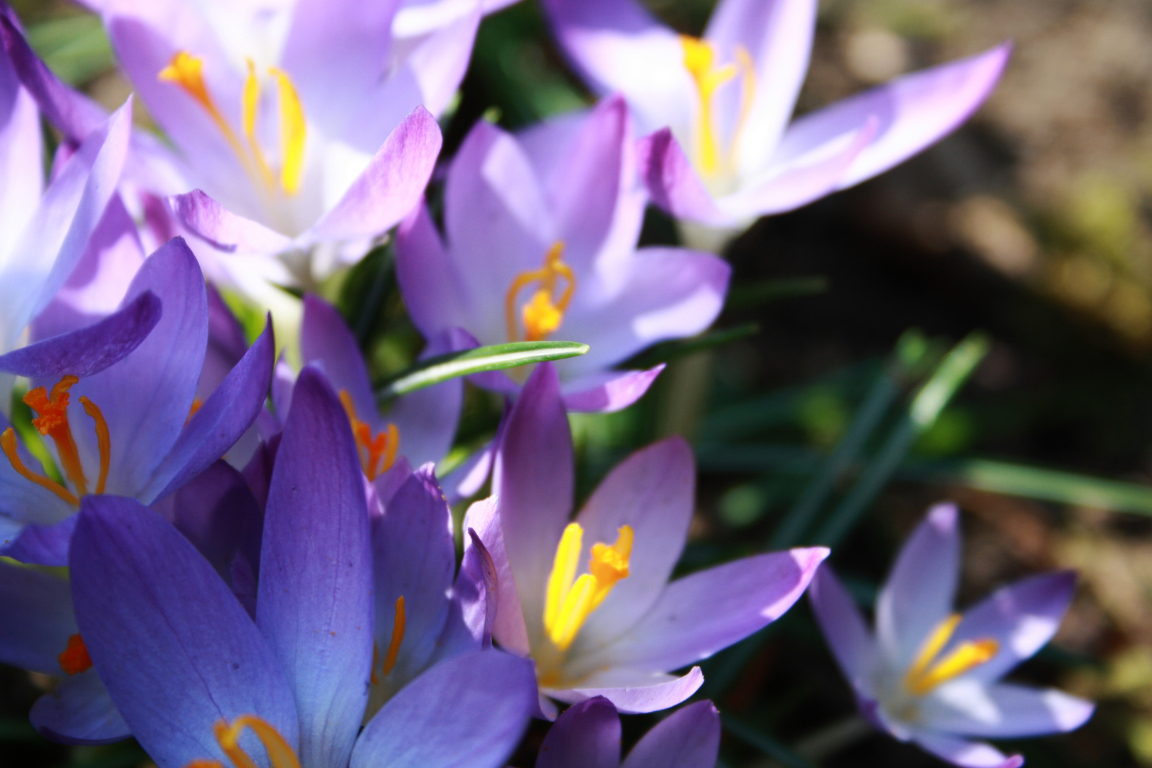 Der Frühling kommt...