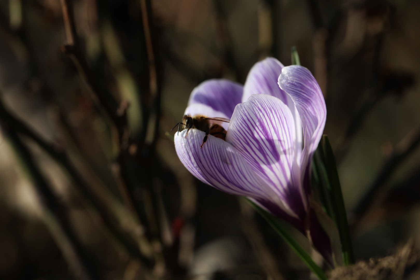 Der Frühling kommt...