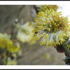 Der Frühling kommt!