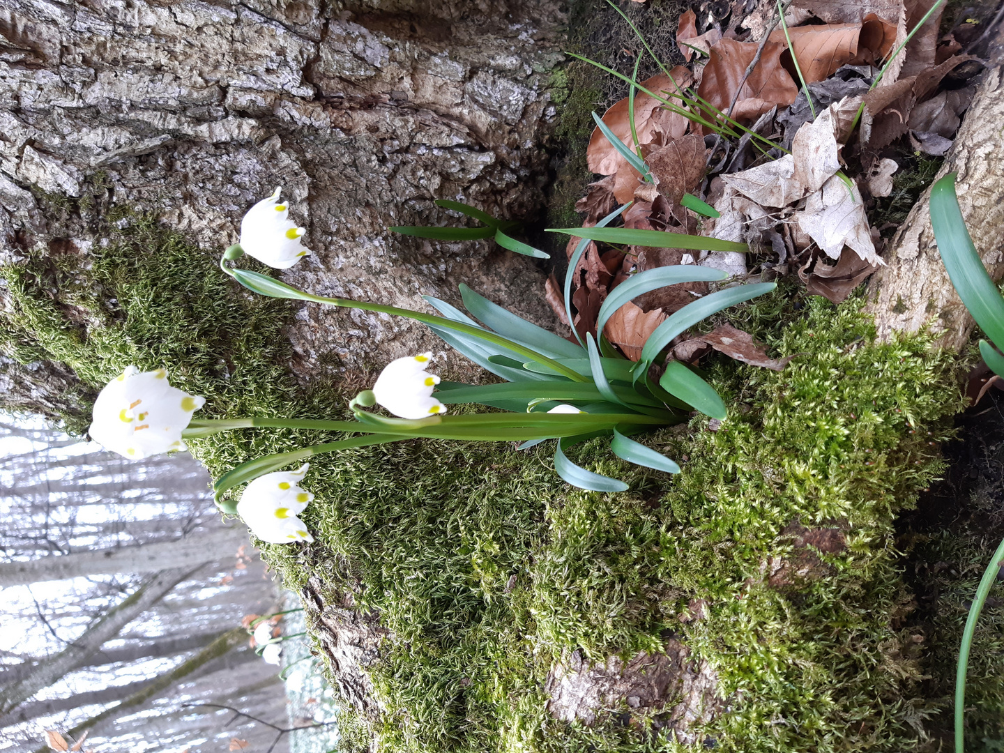 Der Frühling  kommt 