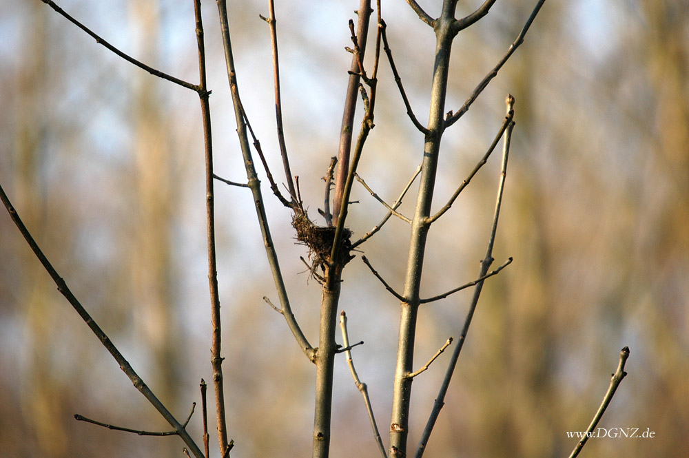 Der Frühling kommt