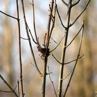 Der Frühling kommt