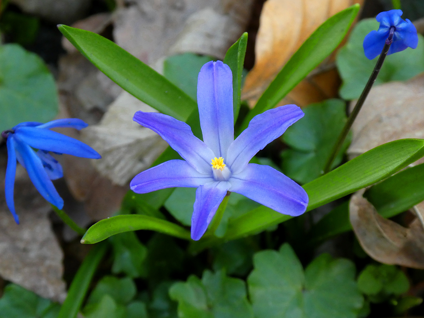 Der Frühling kommt !