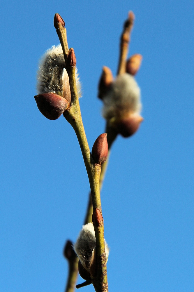 Der Frühling kommt...