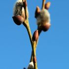 Der Frühling kommt...