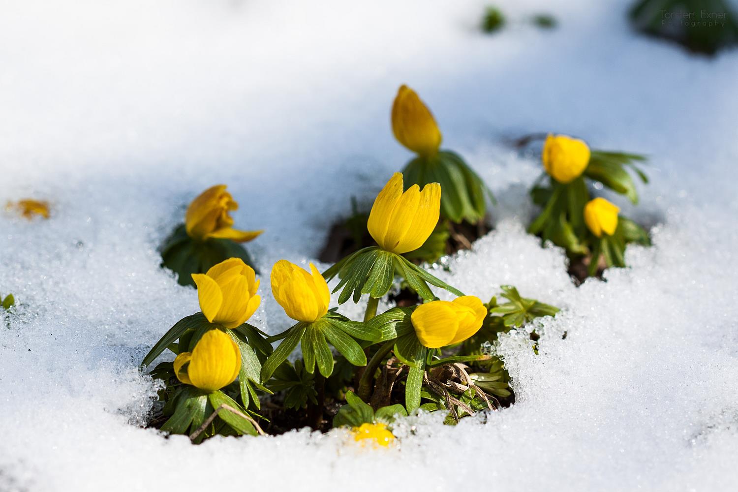 Der Frühling kommt...