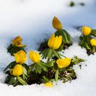 Der Frühling kommt...