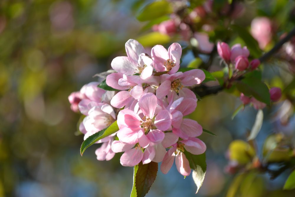 Der Frühling kommt,,,,