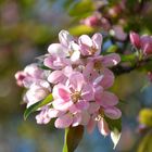 Der Frühling kommt,,,,