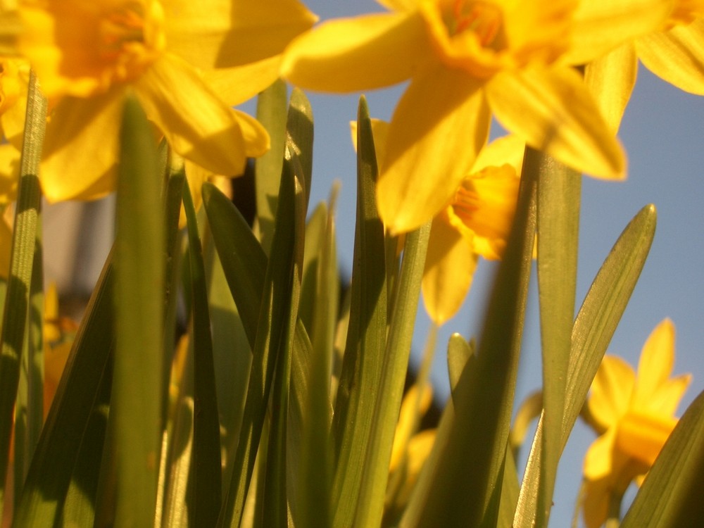 der frühling kommt...