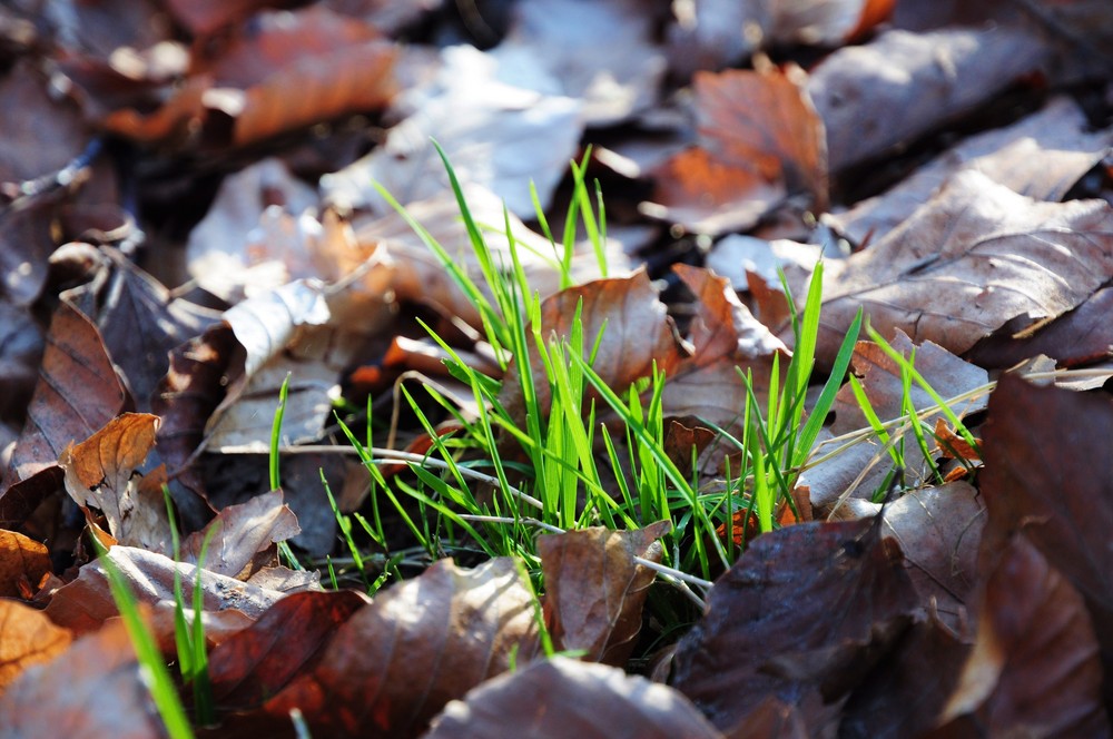 Der Frühling kommt