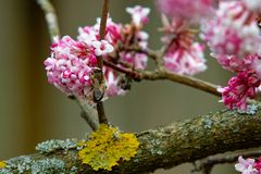 der Frühling kommt!