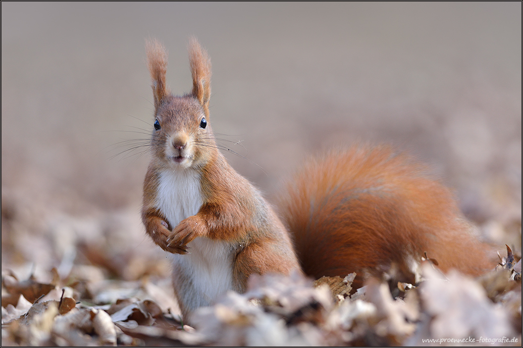 Der Frühling kommt