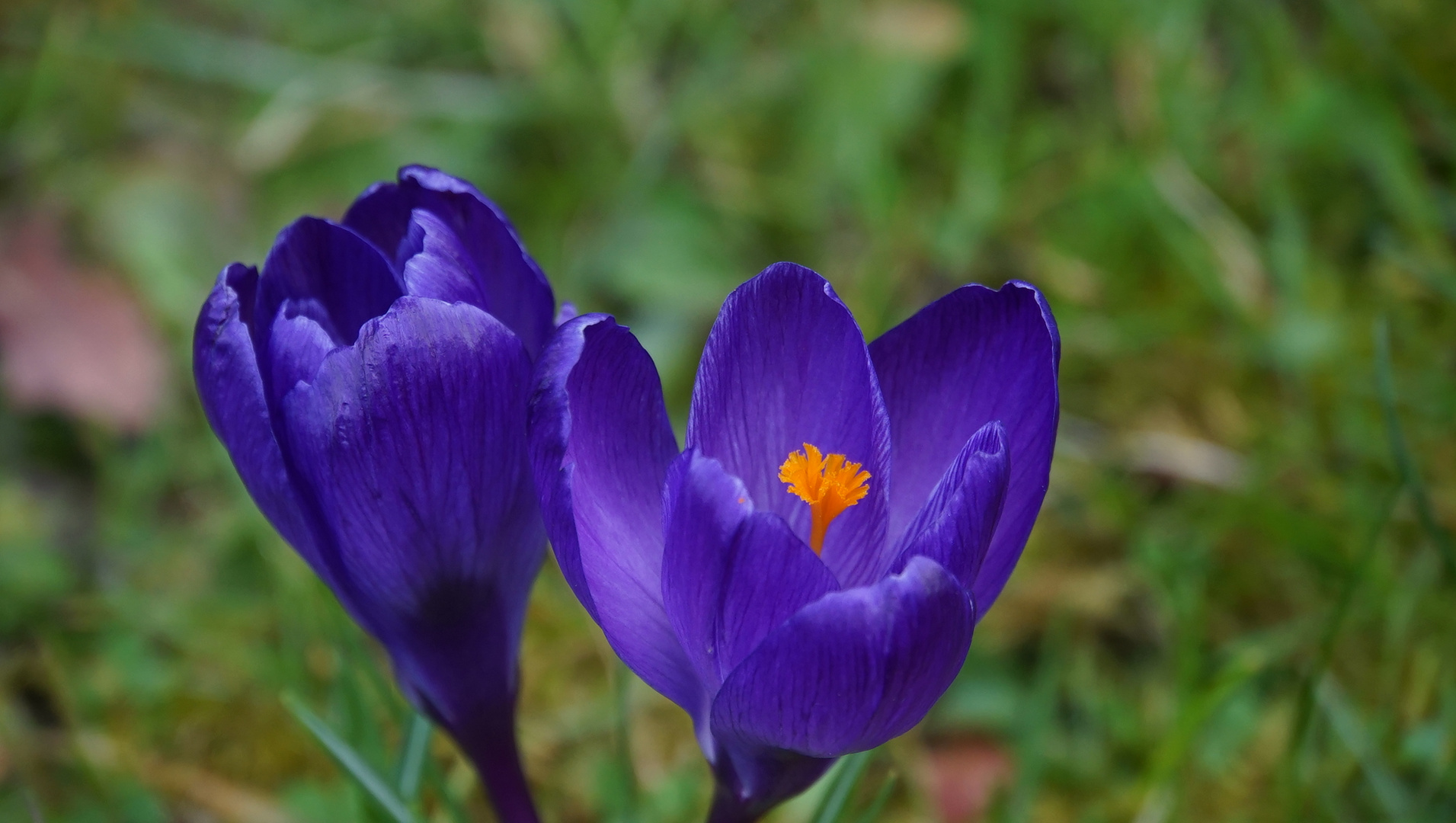 der Frühling kommt