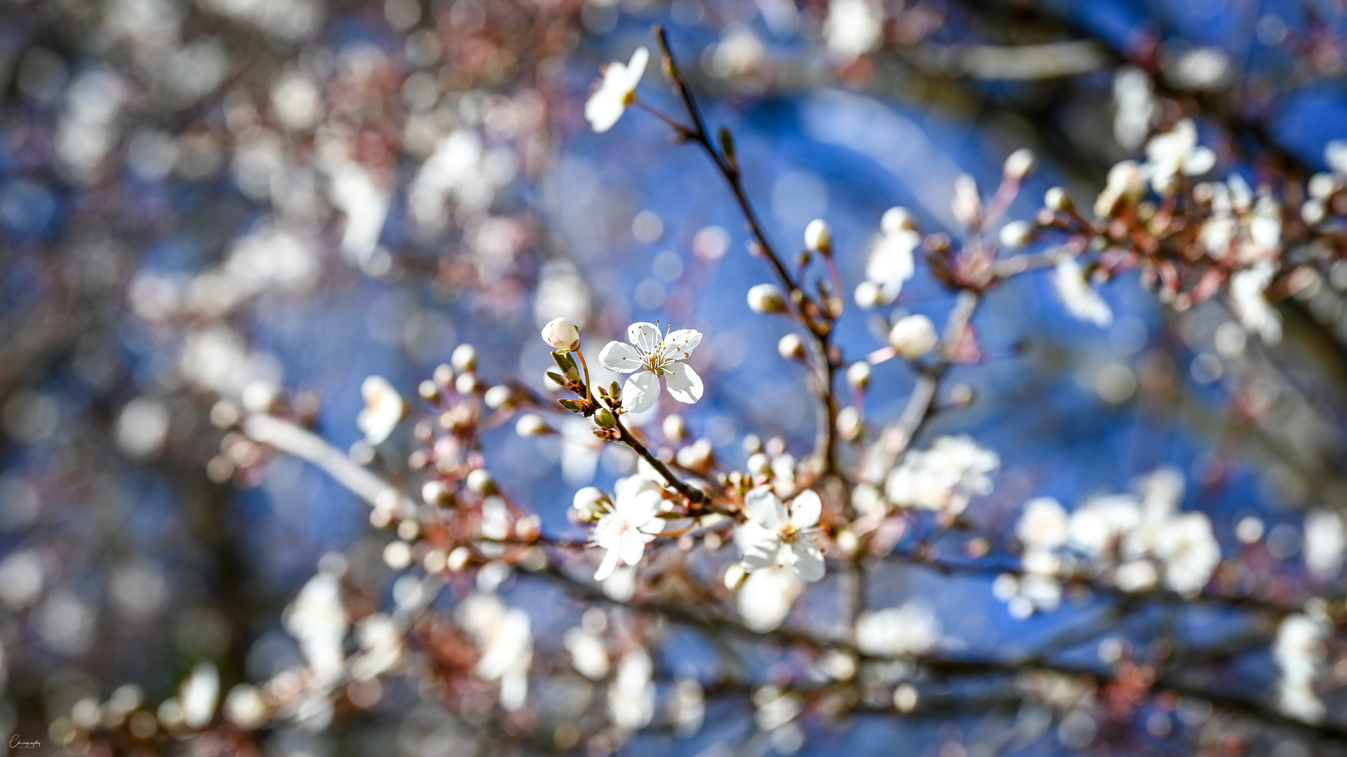 Der Frühling kommt