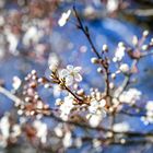 Der Frühling kommt