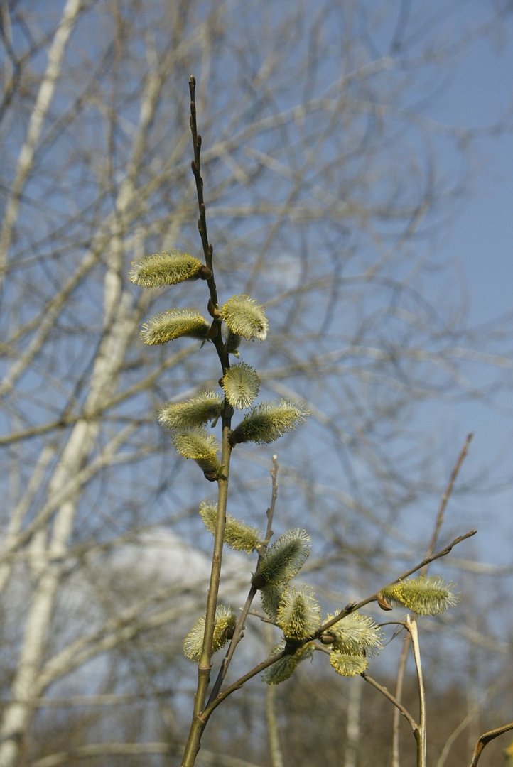 Der Frühling kommt