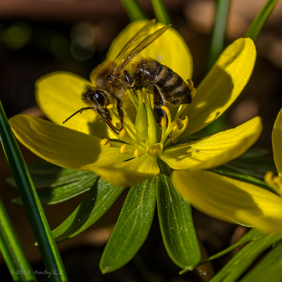 Der Frühling kommt