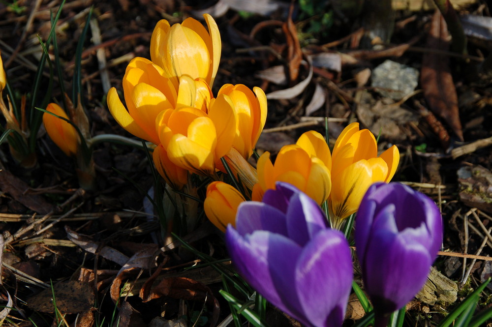 Der Frühling kommt !