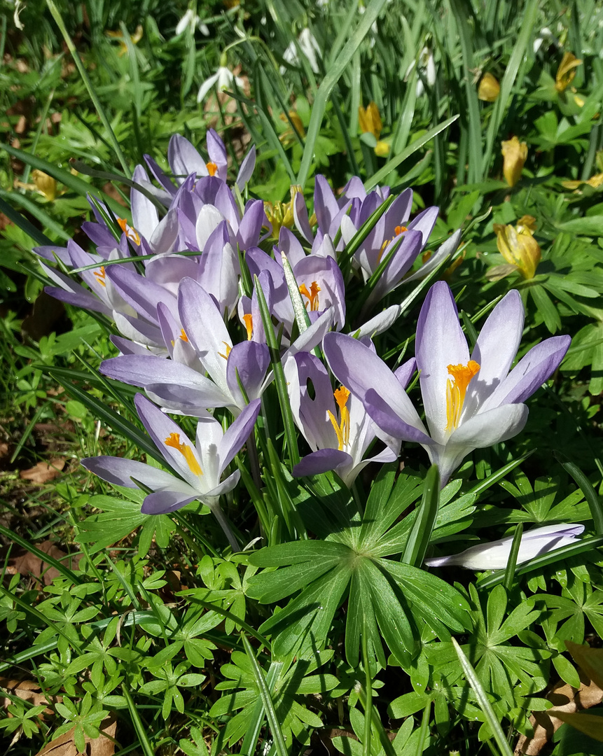 Der Frühling kommt...