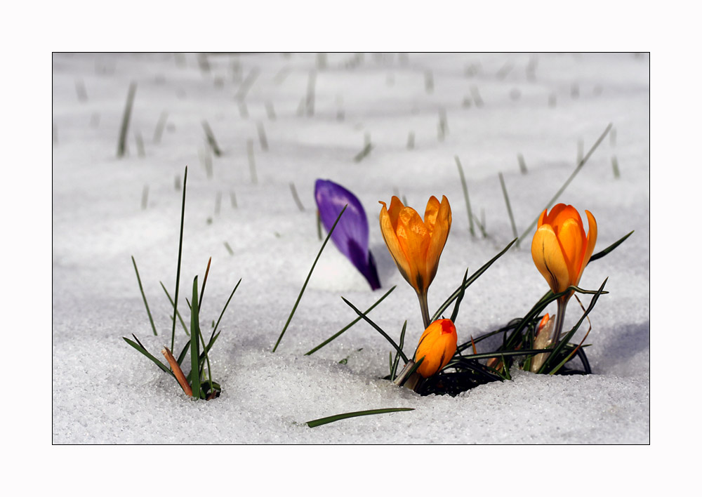 Der Frühling kommt...