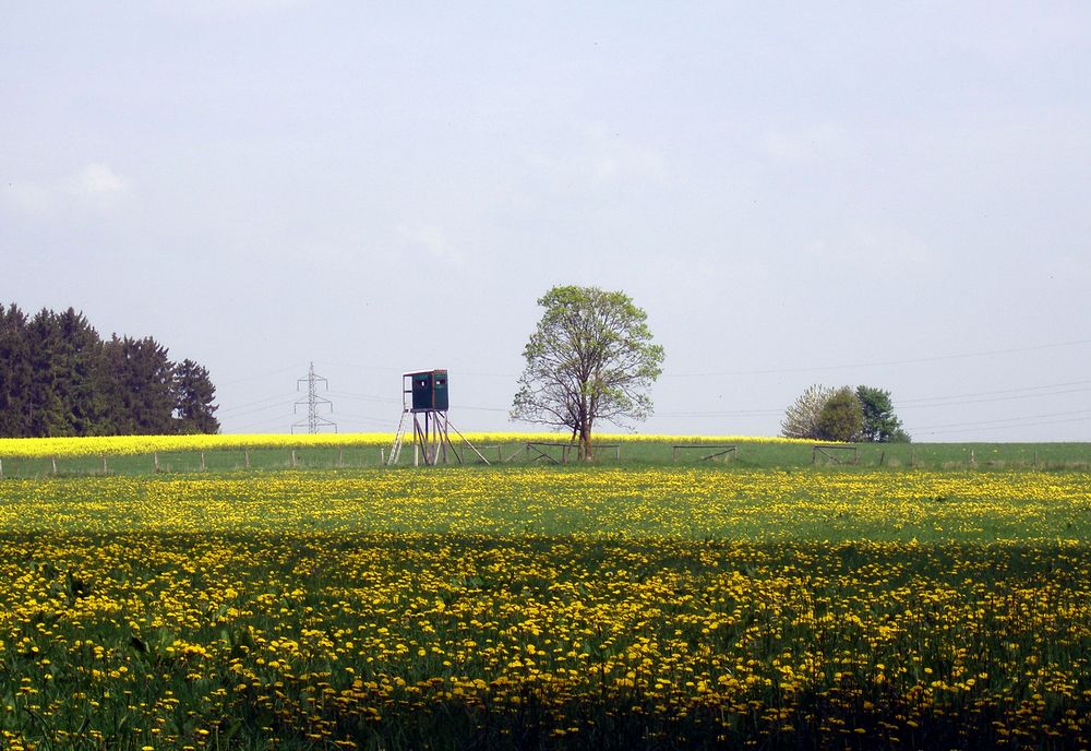 Der Frühling kommt . . .