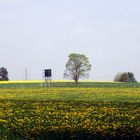 Der Frühling kommt . . .