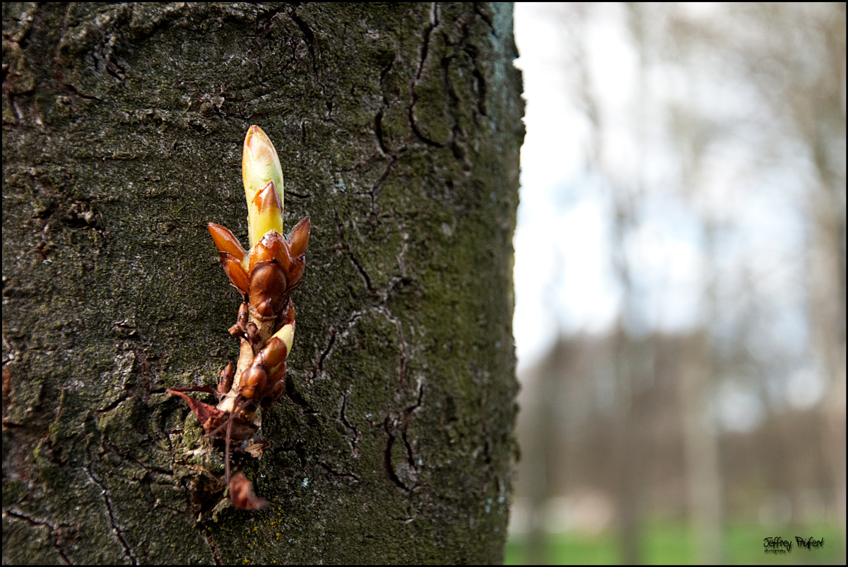 Der Frühling kommt...