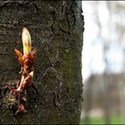 Der Frühling kommt...