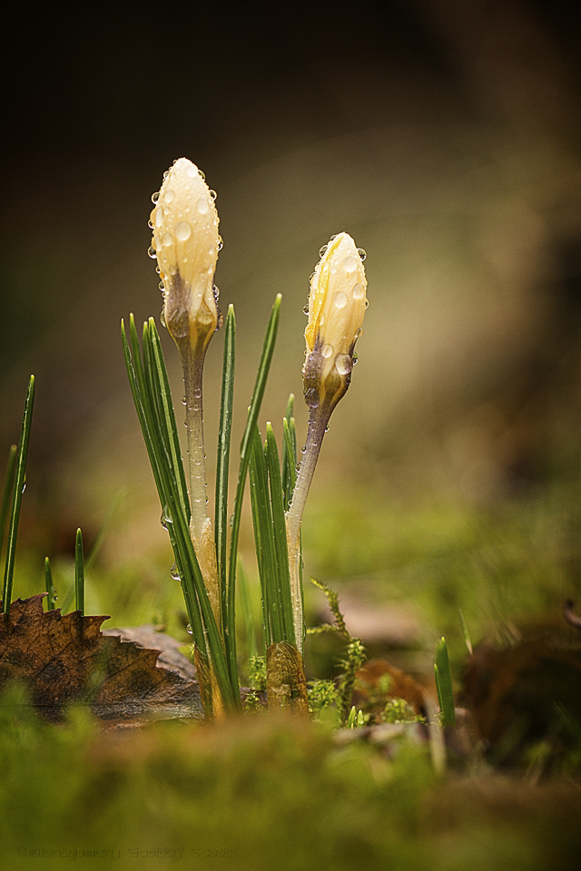 der Frühling kommt ...