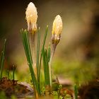 der Frühling kommt ...