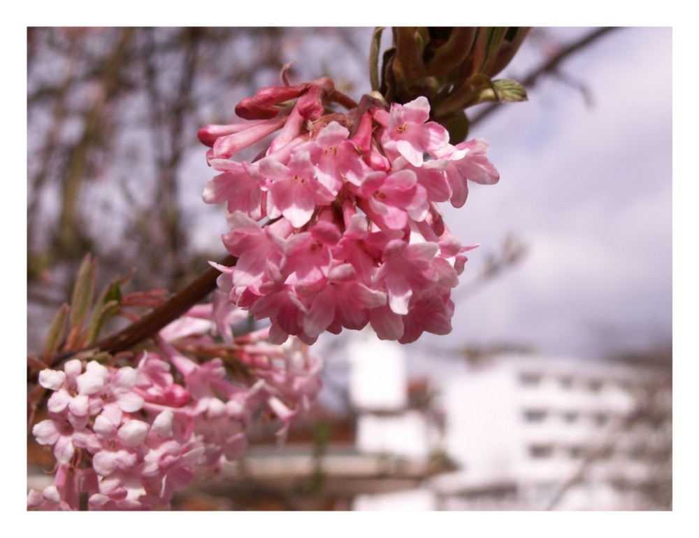 Der Frühling kommt