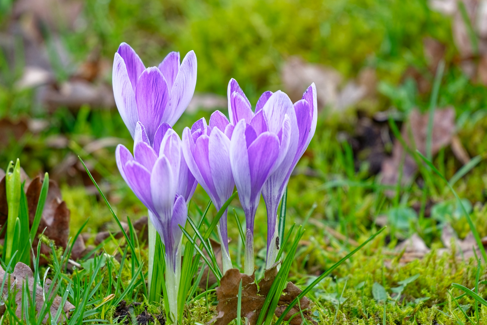 Der Frühling kommt